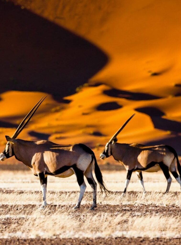 EXPERIENCE - Namibia